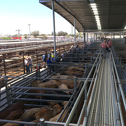Singleton Regional Livestock Market (SLRM), Australia